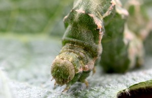 IMG_1062ppc.jpg