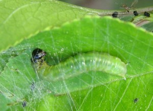 chenille à identifier.jpg