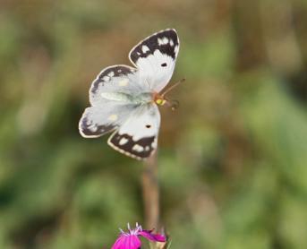 colias crocea femelle2.jpg