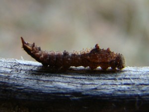 Cilix glaucata (sur pin).JPG