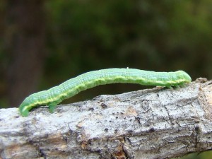 Bupalus piniaria.JPG