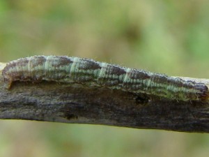 2 cm (herbe)-Eupithecia.JPG