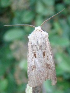 Agrotis exclamationis.JPG