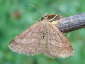 Idaea ochrata.JPG