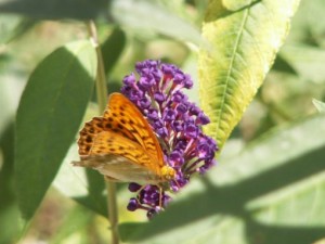 papillon sur budleia.jpg