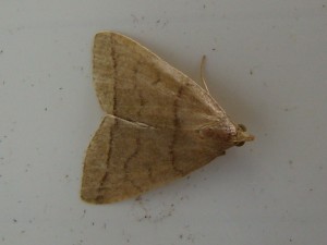 Herminia grisealis.JPG