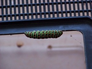 papilio macahon.jpg