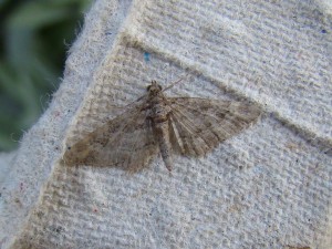 Eupithecia plumbeolata (1cm).JPG