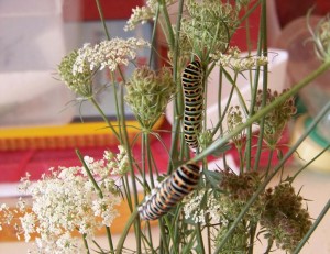chenille1.jpg