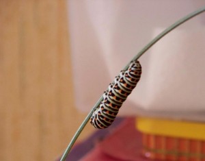 chenille2.jpg
