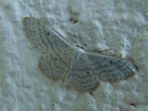 Idaea sylvestraria.JPG