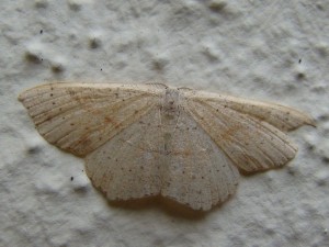 Cyclophora.JPG