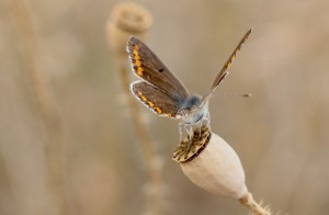 Aricia agestis-0989ppc.jpg