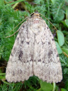 Amphipyra berbera.JPG