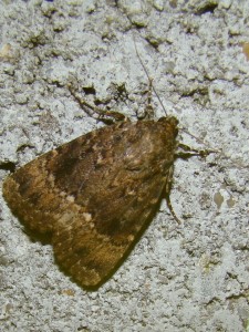 Amphipyra berbera ou pyramidae.JPG