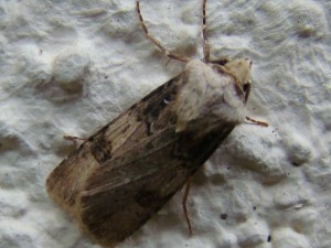 Axylia putris.JPG