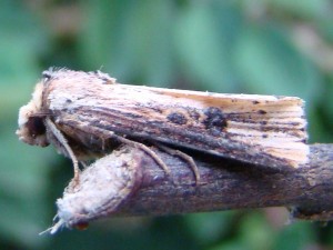 Axylia putris-2.JPG
