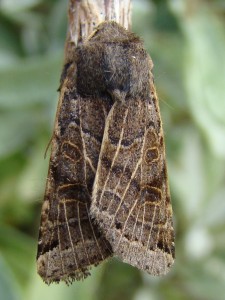 Omphaloscelis lunosa.JPG