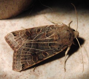 4479 Noctuidae, hadeninae = ipimorphinae, Omphaloscelis lunosa 2009.09.24 (1p%).JPG
