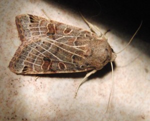 4479 Noctuidae, hadeninae = ipimorphinae, Omphaloscelis lunosa 2009.09.24 (2%).JPG