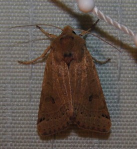 4479 Noctuidae, Acronictinae, Omphaloscelis lunosa 2009.09.24 (6p%).JPG