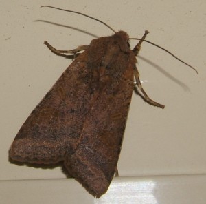 4480 Noctuidae, hadeninae, Agrochola lychnidis 2006.10.16 (1p).JPG