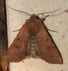 4480 Noctuidae, hadeninae, Agrochola lychnidis 2006.10.16 (3p).jpg