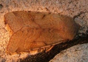 4480 Noctuidae, hadeninae, Agrochola lychnidis 2006.10.16 (4p).JPG