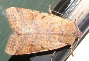 4480 Noctuidae, hadeninae, Agrochola lychnidis 2006.10.16 (6p).JPG