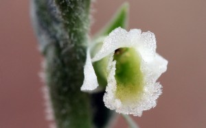 Spiranthes spiralis-1141.jpg