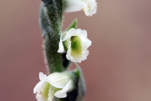 Spiranthes spiralis-1145.jpg