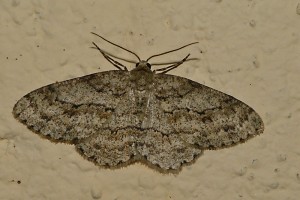 P1150249Ectropis crepuscularia.jpg