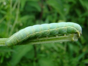 Orthosia incerta.JPG