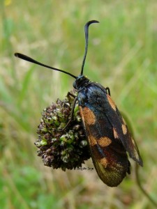 Zygaena trifolii.JPG