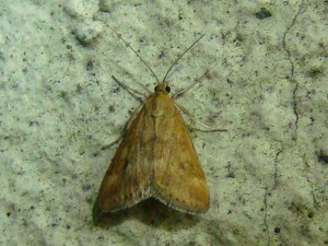 Pyrausta despicata.JPG