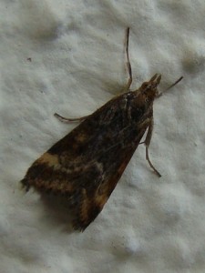 Pyrausta ostrinalis.JPG