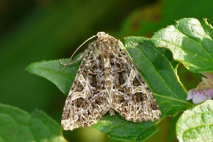 P1150919aSideridis rivularis.jpg