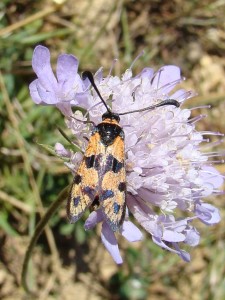 Zygaena fausta.JPG