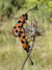 Zygaena fausta.JPG