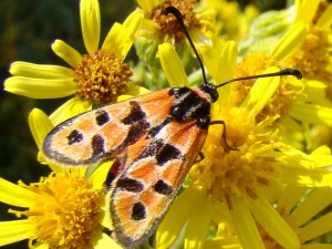 Zygaena fausta-3.JPG