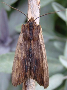 Lithophane semibrunnea.JPG