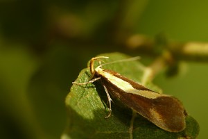 P1150727a Harpella forficella.jpg