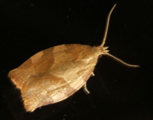 1936 Pandemis cinnamomeana Ou 1937 Pandemis heparana 2006.09.02 (4p).jpg