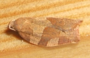 1936 Pandemis cinnamomeana Ou 1937 Pandemis heparana 2006.09.02 (7p).jpg