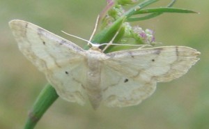 Idaea aversata question Aarts Tineke 28072008 28072008.jpg