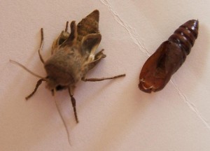 naissance d'une inconnue ailes courtes 2009.10.14 (1p%).JPG