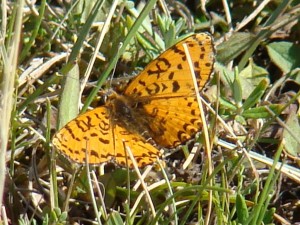 Melitaea didyma.JPG