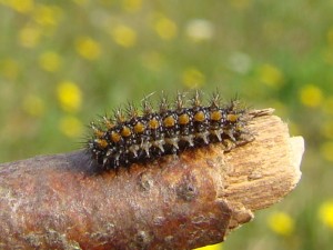 Melitaea phoebe ou parthenoides.JPG