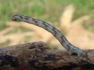 Eupithecia centaureata.JPG