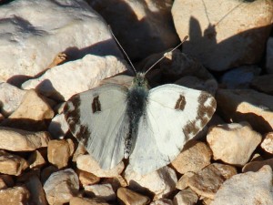 Marbré de vert Saint Jean-de-Buèges (34).JPG